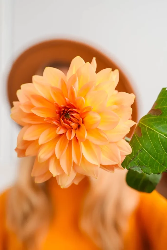 Jardinerie Rochefort